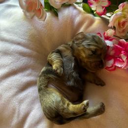 Sassa 2,850 - Dapple female Dachshund puppy in Oscoda, Michigan from Northland Dachshunds