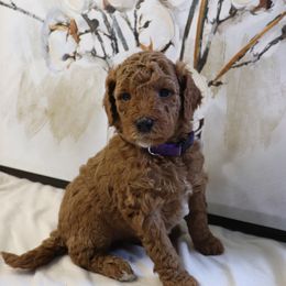 Poodle Puppies from Red Barn Moyen Poodles