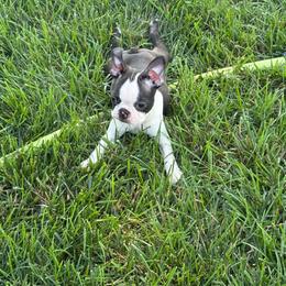 Murphy - Black brindle and white male Boston Terrier puppy in Brandon, South Dakota from Lakeview Bostons
