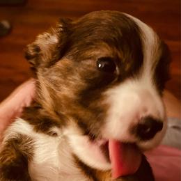 Blaze - Brindle male Dachshund puppy in Petersburg, Virginia from Wiggle Waddle Dachshunds