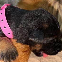 Pink Girl (Assign on Pick up) - Black and red female German Shepherd puppy in Davie, Florida from Vom Broward Haus
