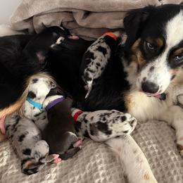 Australian Shepherd Puppies from Madeline Lee