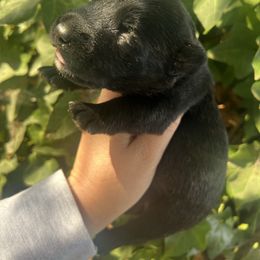Braiden - Black brindle male Scottish Terrier puppy in Chattanooga, Tennessee from Oodles of Cuties!