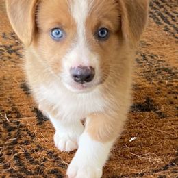 Pembroke Welsh Corgi puppies from Miss Red's Corgi Farm