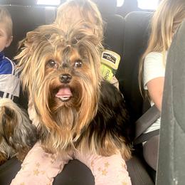 Claire - Yorkshire Terrier