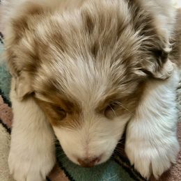 Australian Shepherd Puppies from Black Pond Australian Shepherds