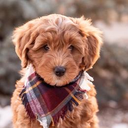 Goldendoodles from Country Kennels