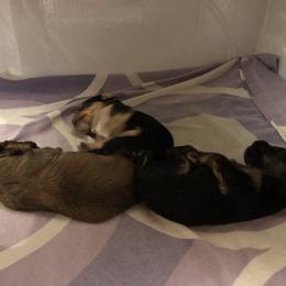 Yorkipoo Puppies from Tuts Pups Cafe