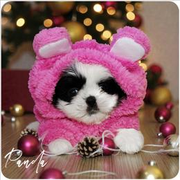 Panda - Black and white female Shih Tzu puppy in Warren, Michigan from Danielle's Yorkie & Shih Tzu Babies