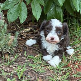 Ursula - Brown and white female Aussiedoodle puppy in Oklahoma City, Oklahoma from Foneb Farm - The F1B Farm