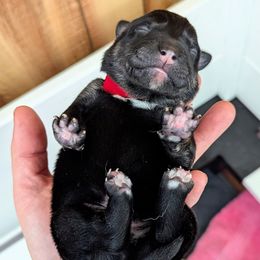 Red Boy - Black and tan male Lapponian Herder puppy in Prattsburgh, New York from Maalattu Koirankoppi Lapponian Herders