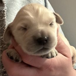 Boy 2 - male Golden Retriever puppy in Vienna, Maine from France Family Goldens