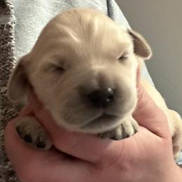 Boy 2 - male Golden Retriever puppy in Vienna, Maine from France Family Goldens