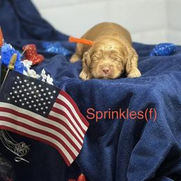 Sprinkles - Caramel female Australian Labradoodle puppy in Citrus Heights, California from Elite Blend Labradoodles