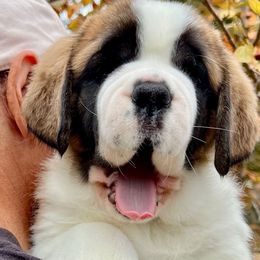 Aqua collar - Orange and white female Saint Bernard puppy in Double Springs, Alabama from St Bernard Kingdom, LLC