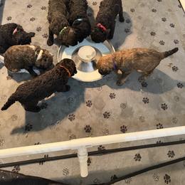 White collar female - Brindle female Poodle puppy in Maryland from Hernwood Heelers & Poodles