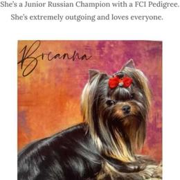 Brianna - Yorkshire Terrier