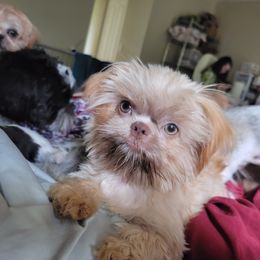 Shih Tzu Puppies from Chimera Shih Tzu