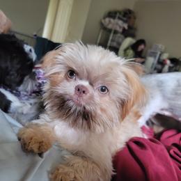 Shih Tzu Puppies from Chimera Shih Tzu