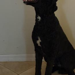 McCoy - Black male Poodle puppy in Ormond Beach, Florida from Shooting Star Standard Poodles