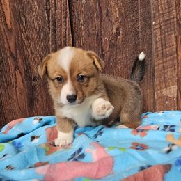Sam - Red male Pembroke Welsh Corgi puppy in Castle Rock, Washington from Heckman Corgis