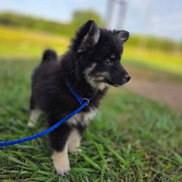 Shamrock - Tri-color male Pomsky puppy in Franklinton, Louisiana from VooDoux Farms