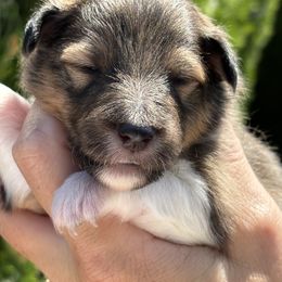 Boy 5 - Sable and white Shetland Sheepdog puppy in Oakley, California from SquiresShelties