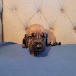 Sadie-Reighn (Lt. Pink Girl) - Bloodhound puppy in Fletcher, North Carolina from Heritage Hounds