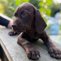 Justice - Liver female German Shorthaired Pointer puppy in Edenton, North Carolina from Bockelman GSP’s