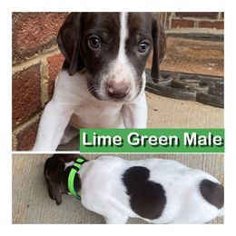 German Shorthaired Pointer Puppies from Harts Hill Kennel