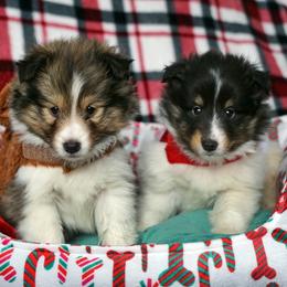 Pomsky, Shetland Sheepdog, and Toy Shetland Sheepdog Puppies from Mountain High Kennels