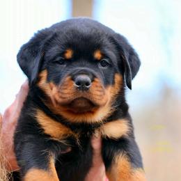 Aqua - Black and mahogany female Rottweiler puppy in Bowling Green, Kentucky from Vom Bruderhof Rottweilers