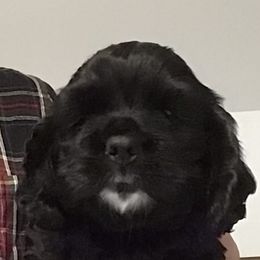 Cocker Spaniels from Della Luna Cocker Spaniels Puppies
