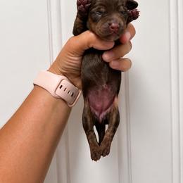Female Two - Brindle female Dachshund puppy in Blackstone, Virginia from Cheyenne's Dachshunds
