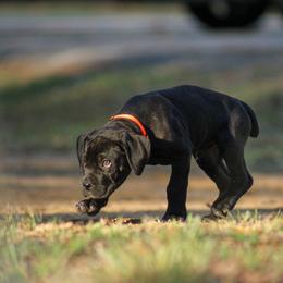 Kerry aka Orange Collar - Black male Cane Corso puppy in Houston, Texas from Zenith Cane Corso
