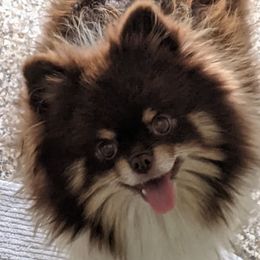 Moxie - Pomeranian