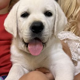 Boy 2 - Yellow male Labrador Retriever puppy in Taylor, Texas from Faithful Labs