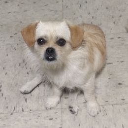 Companion Crosses and Russell Terriers from Jason's Pups