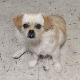 Companion Crosses and Russell Terriers from Jason's Pups