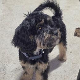 Cavapoo puppies from CaviCajun Kennels
