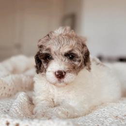 Sequoia, Girl - Chocolate merle female Bernedoodle puppy in Maricopa, Arizona from Desert Ridge Doodles