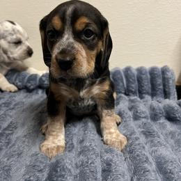 Kindle - Black tan and white female Beagle puppy in Jasper, Texas from Beech Grove Beagles