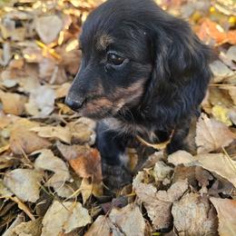Joy - Black and tan female Dachshund puppy in Malad City, Idaho from Mountain Sage Dachshunds