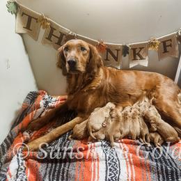 Golden Retriever Puppies from Sunshine Goldens