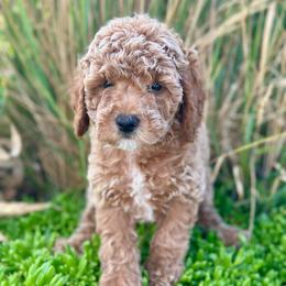 Liberty - Silver-beige  female Poodle puppy in Herriman, Utah from Shaggy Mountain Pups LLC