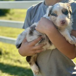 Puppy 3 - Red merle male Australian Shepherd puppy in Hillview, Illinois from Malin Family Aussies