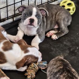 Boy 6 - Blue male Boston Terrier puppy in Sulphur Springs, Texas from B&B Bostons