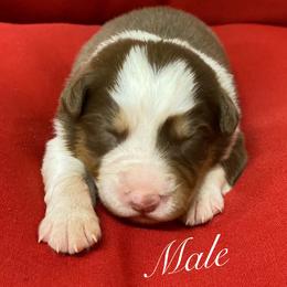 Australian Shepherd Puppies from Mullis Australian Shepherd