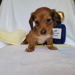 Companion Cross and Dachshund Puppies from Sweet Honey Bunn Hounds