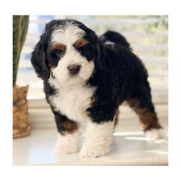 Bernedoodle Puppies from Redrockbernedoodles